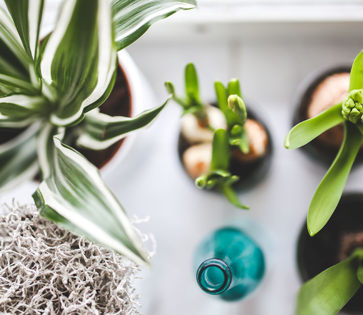 Plants
